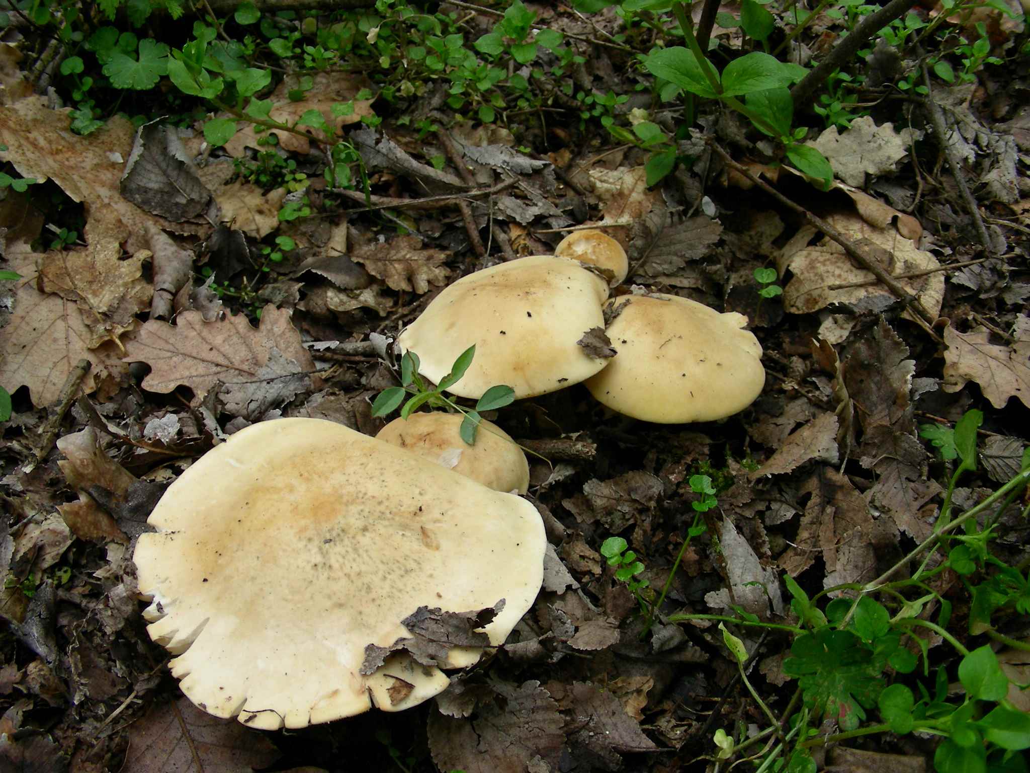 1611Marzo vecchio ritrovamento